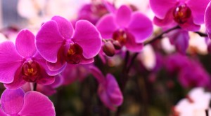 purple-orchid-sprays-in-greenhouse